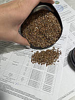 Насіння Льону. Сорт (Запорізький Богатир) 95 днів, 21-25ц/га, Олія 50%, 2-га репр., фото 3