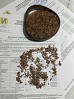 Насіння Льону. Сорт (Запорізький Богатир) 95 днів, 21-25ц/га, Олія 50%, 2-га репр., фото 4