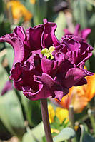 Тюльпан 2шт Crown of Negrita (Кровн Оф Негріта)