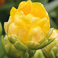 Тюльпан 2шт Vanille Coupe (Ванілле Коупе)