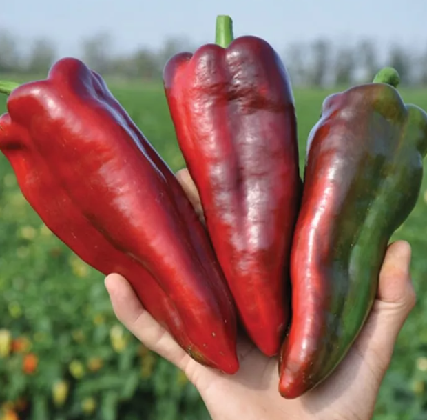 Насіння перцю солодкого Редкан F1 Clause 1000