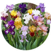 Цибулини Ірисів