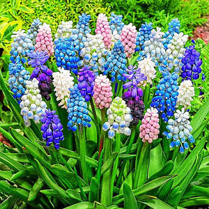 Цибулини Мускарі