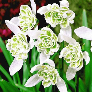 Цибулини Підсніжників