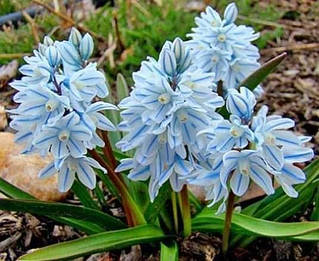 Пушкінія (цибулини)