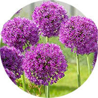 Алліум (цибулини) Декоративна цибулина