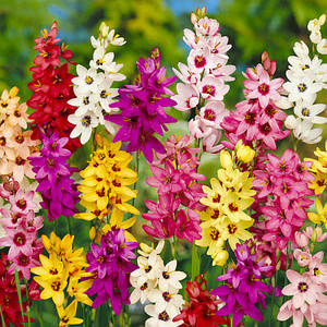 Іксія Мікс (цибулини)