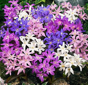 Цибулини Хіонодокси