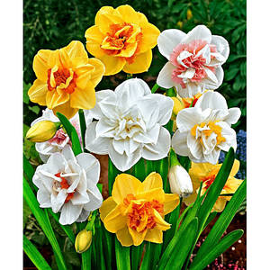 Цибулини Нарцисів