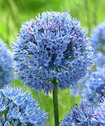 Алліум 5шт Caeruleum (Керулеум)