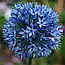 Алліум 5шт Caeruleum (Керулеум), фото 7