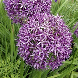 Алліум 2шт Cristophii (Крістофіі)