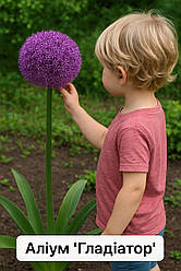 Алліум 1шт Gladiator (Гладіатор)