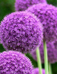 Алліум 3шт Purple Sensation (Пурпле Сенсатіон)