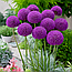 Алліум 3шт Purple Sensation (Пурпле Сенсатіон), фото 2