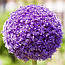 Алліум 3шт Purple Sensation (Пурпле Сенсатіон), фото 3