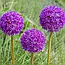 Алліум 3шт Purple Sensation (Пурпле Сенсатіон), фото 7