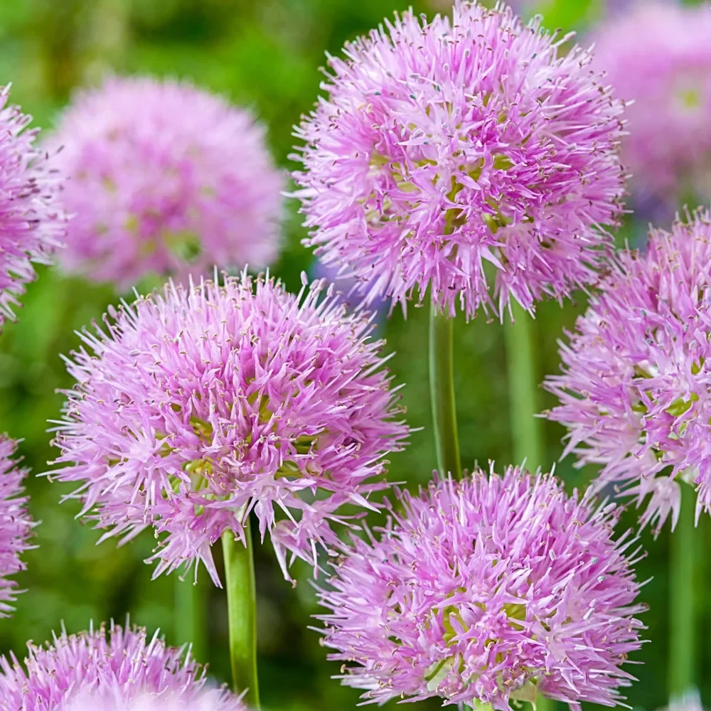 Алліум 2шт Rosy Dream (Росі Дреам), фото 1