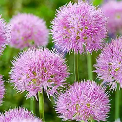 Алліум 2шт Rosy Dream (Росі Дреам)