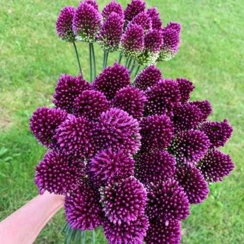 Алліум 10шт Sphaerocephalon (Сферокефалон), фото 1