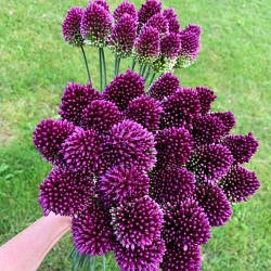 Алліум 10шт Sphaerocephalon (Сферокефалон)
