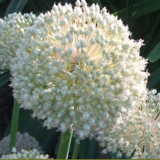 Алліум 5шт White Cloud (Вхіте Клоуд), фото 1
