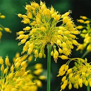 Алліум 2шт Yellow Fantasy (Іеллов Фантасі), фото 1