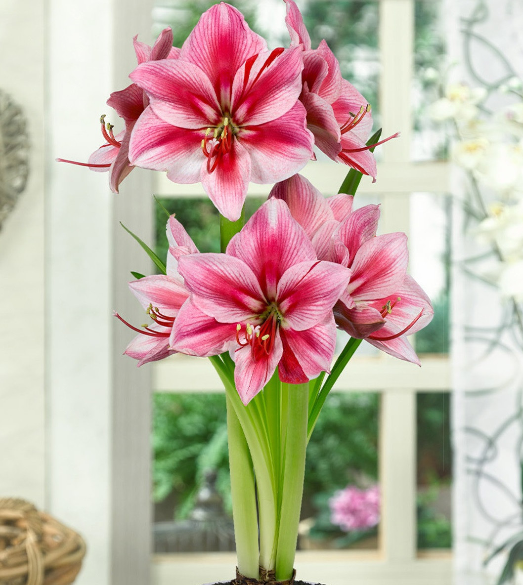 Амариліс 1шт Gervase (Гервасе), фото 1