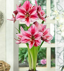 Амариліс 1шт Gervase (Гервасе)