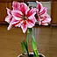 Амариліс 1шт Gervase (Гервасе), фото 2