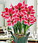Амариліс 1шт Gervase (Гервасе), фото 6