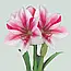 Амариліс 1шт Gervase (Гервасе), фото 7