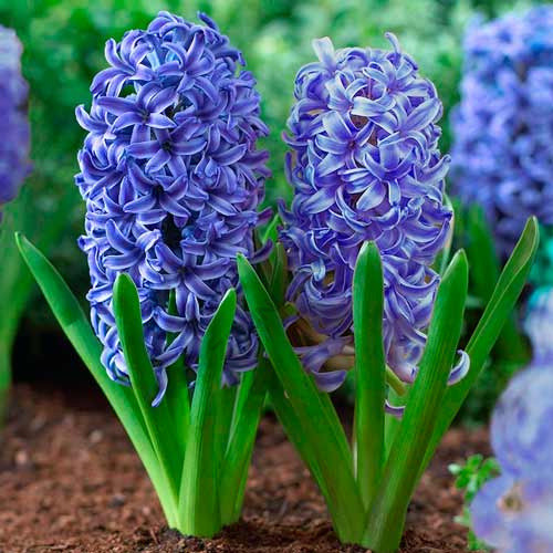 Гіацинти 2шт Blue Jacket (Блуе Йакет), фото 1