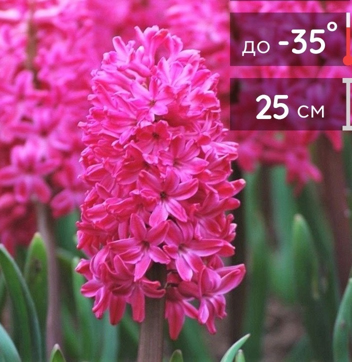 Гіацинт 2шт Jan Bos (Йан Бос), фото 1