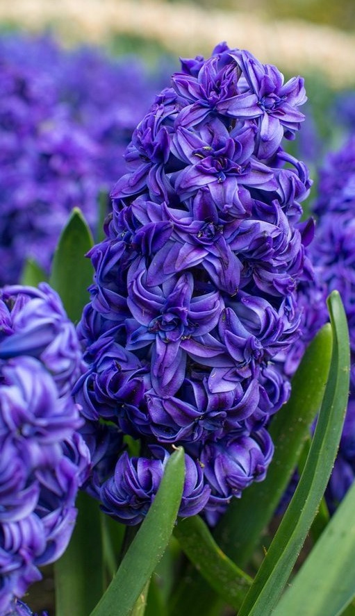 Гіацинт Manhattan (Манхаттан) 1шт в упаковці, фото 1