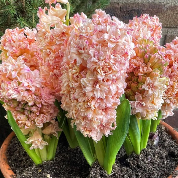 Гіацинт 1шт Masquerade (Масквераде), фото 1