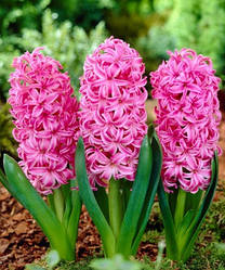 Гіацинт 2шт Pink Pearl (Пінк Пеарл)