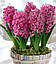 Гіацинт 2шт Pink Pearl (Пінк Пеарл), фото 4