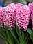Гіацинт 2шт Pink Pearl (Пінк Пеарл), фото 5