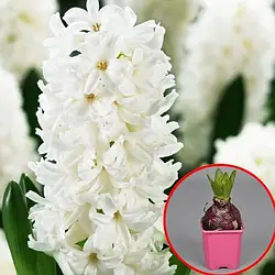 Гіацинт 2шт White Pearl (Вхіте Пеарл)