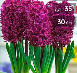 Гіацинт Woodstock (Воодсток) 2шт в упаковці