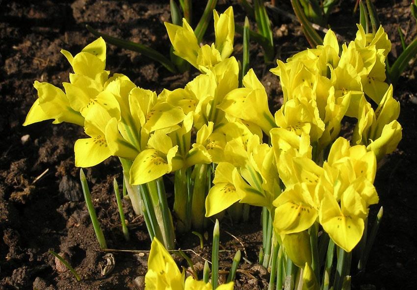 Ірис 5шт Danfordiae (Данфордіе) сітчастий (цибулини), фото 1