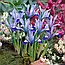 Ірис 5шт Hollandica Clairette (Клаіретте), фото 8