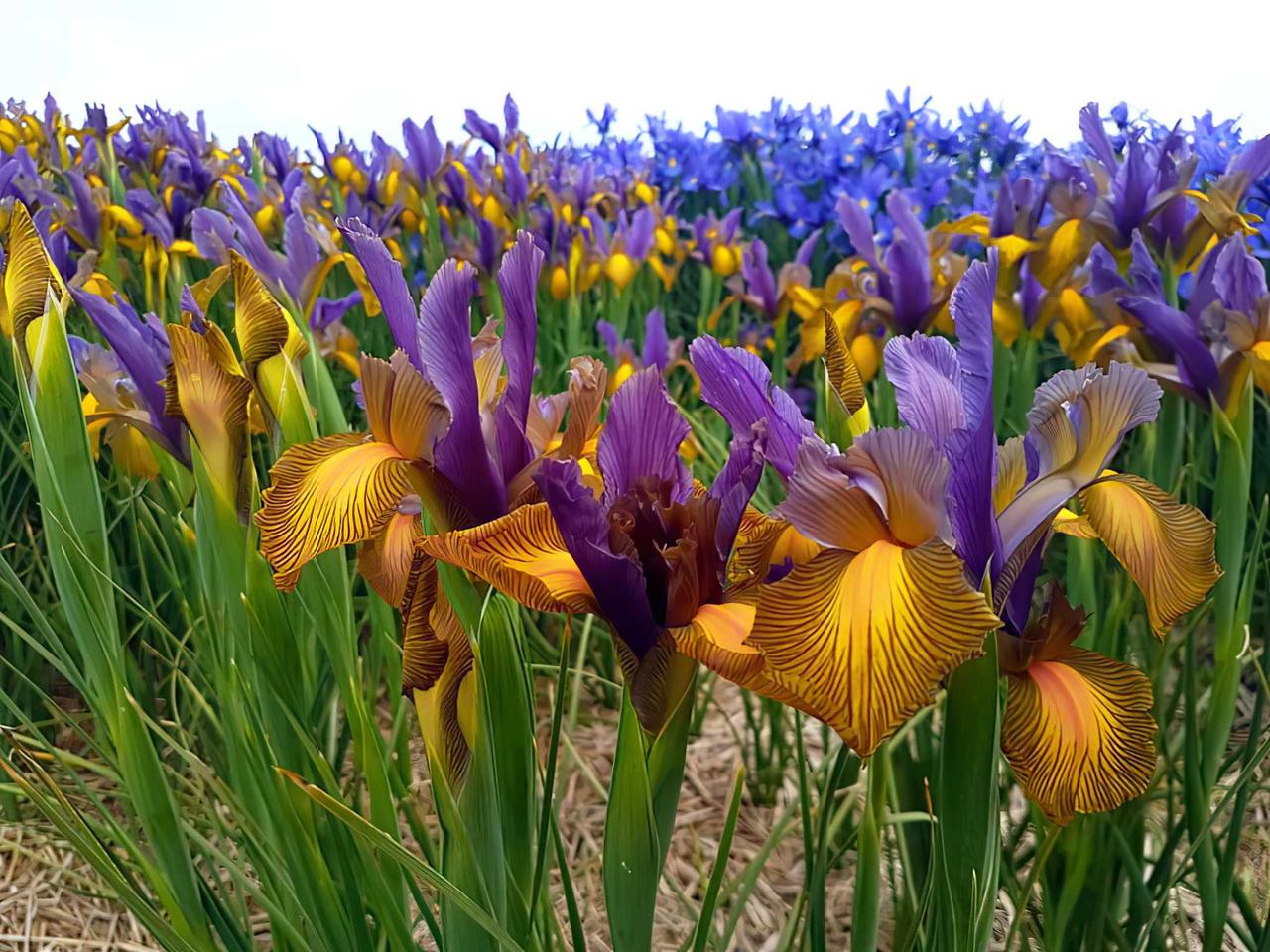 Ірис 5шт Hollandica Picasso (Пікассо), фото 1