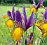 Ірис 5шт Hollandica Picasso (Пікассо), фото 2
