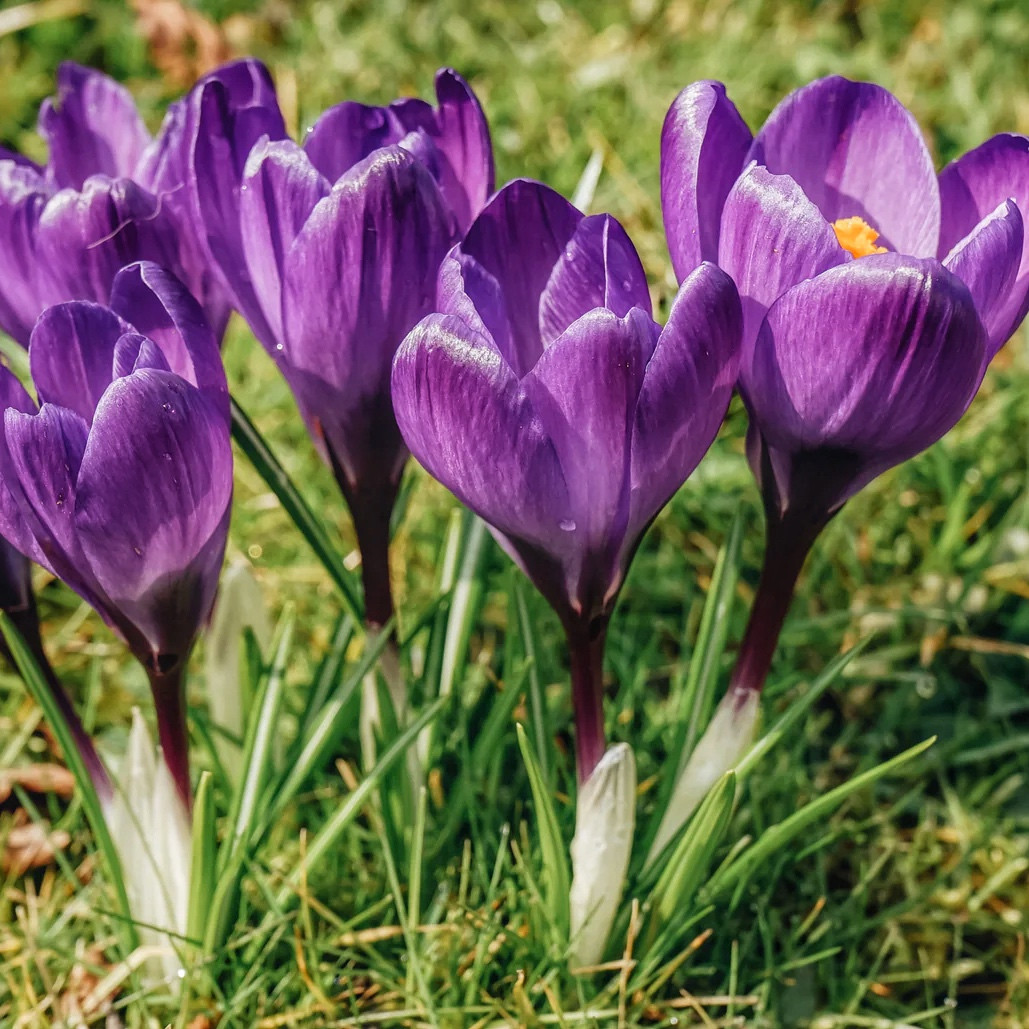 Крокус 5шт Blue Ocean (Блуе Океан), фото 1