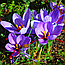 Крокус 5шт Blue Ocean (Блуе Океан), фото 3