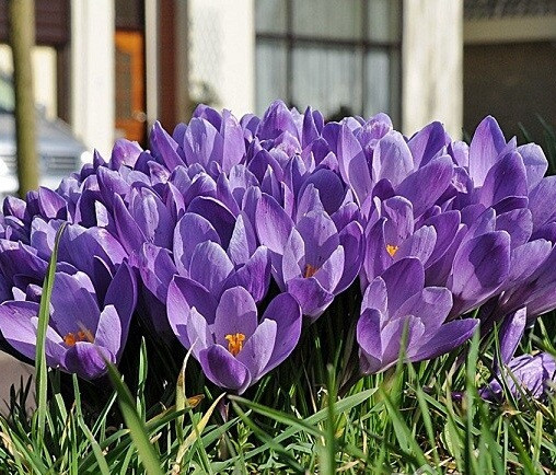 Крокус 5шт великоквітковий Grand Maitre (Гранд Маітре), фото 1