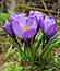 Крокус 5шт великоквітковий Grand Maitre (Гранд Маітре), фото 2