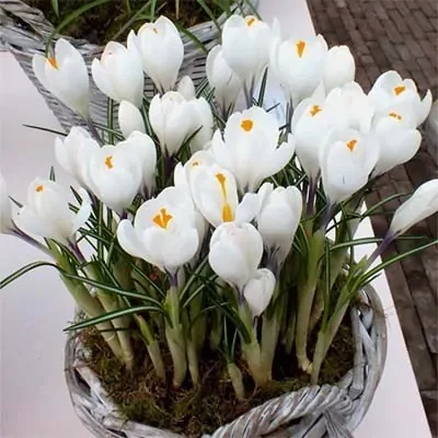 Крокус 5шт великоквітковий Jeanne d'Arc (Йеанне Д’арк), фото 1